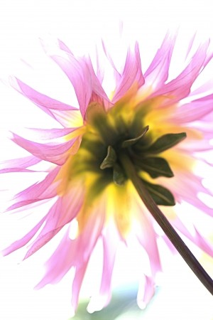 Dahlia High On Life